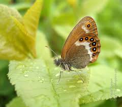 Attēlu rezultāti vaicājumam “Coenonympha hero underside”