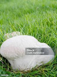 Attēlu rezultāti vaicājumam “Calvatia utriformis”