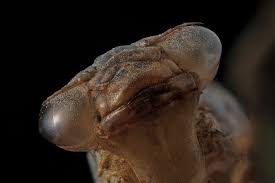 Attēlu rezultāti vaicājumam “exuvia”