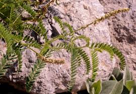 Attēlu rezultāti vaicājumam “Astragalus arenarius fruit”
