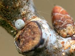 Attēlu rezultāti vaicājumam “Favonius quercus underside”