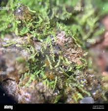 Attēlu rezultāti vaicājumam “Jungermanniopsida”