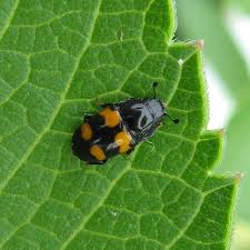 Attēlu rezultāti vaicājumam “Glischrochilus grandis”