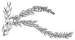 Attēlu rezultāti vaicājumam “Cratoneuron filicinum”