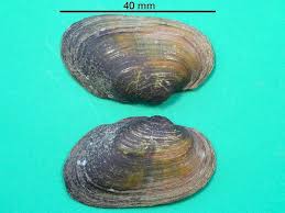 Attēlu rezultāti vaicājumam “Unio crassus”