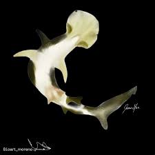 Image result for Sphyrna corona