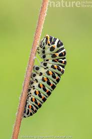Attēlu rezultāti vaicājumam “Papilio machaon larva”