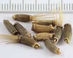 Image result for Cnicus benedictus