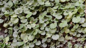 Image result for Steinbrech