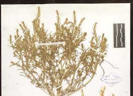 Attēlu rezultāti vaicājumam “Corispermum hyssopifolium fruit”