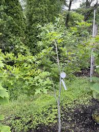 Attēlu rezultāti vaicājumam “Quercus rubra”