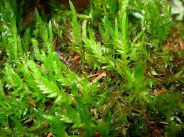 Attēlu rezultāti vaicājumam “Fontinalis antipyretica”