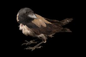 Attēlu rezultāti vaicājumam “Corvus cornix”