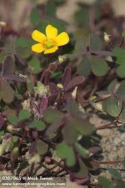 Attēlu rezultāti vaicājumam “Oxalis corniculata”