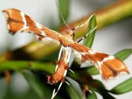 Attēlu rezultāti vaicājumam “Cnaemidophorus rhododactyla”