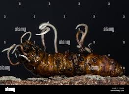 Attēlu rezultāti vaicājumam “Leiodidae larva”