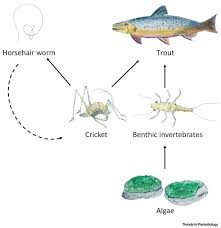 Attēlu rezultāti vaicājumam “Nematomorpha”