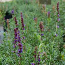 Image result for Hyssopus officinalis