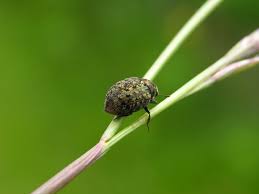 Attēlu rezultāti vaicājumam “Cytilus sericeus”