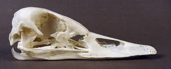 Attēlu rezultāti vaicājumam “Cygnus columbianus”