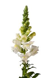 Attēlu rezultāti vaicājumam “Antirrhinum majus flower”
