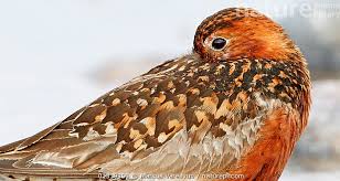 Attēlu rezultāti vaicājumam “Calidris ferruginea”