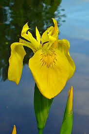 Attēlu rezultāti vaicājumam “Iris pseudacorus flower”