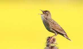 Image result for Locustella naevia