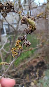 Attēlu rezultāti vaicājumam “Hamamelis virginiana bud”