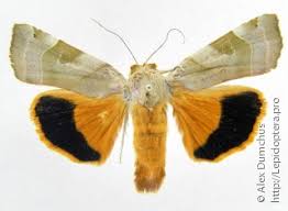 Attēlu rezultāti vaicājumam “Noctua fimbriata”