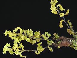 Attēlu rezultāti vaicājumam “Plagiomnium elatum”