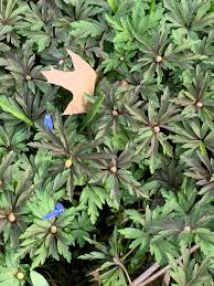 Attēlu rezultāti vaicājumam “Anemone ranunculoides leaf”