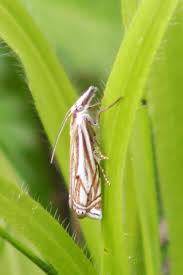 Attēlu rezultāti vaicājumam “Crambus lathoniellus”