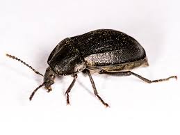 Attēlu rezultāti vaicājumam “Phosphuga atrata”