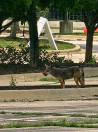 Image result for Hartlepool Coyotes