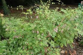 Image result for Adlumia cirrhosa