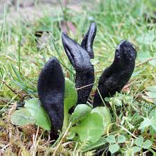 Attēlu rezultāti vaicājumam “Geoglossum sp.”