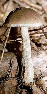 Attēlu rezultāti vaicājumam “Boletales”