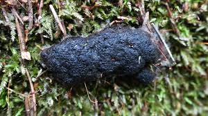 Attēlu rezultāti vaicājumam “Siphoptychium violaceum”