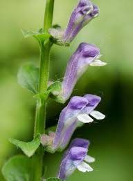 Attēlu rezultāti vaicājumam “Melampyrum nemorosum leaf”