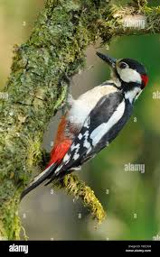 Attēlu rezultāti vaicājumam “Dendrocopos major male”