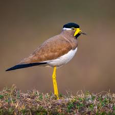 Attēlu rezultāti vaicājumam “Vanellus vanellus adult”