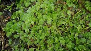 Attēlu rezultāti vaicājumam “Plagiomnium undulatum sporophyte”