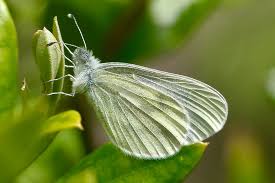 Attēlu rezultāti vaicājumam “Leptidea sinapis underside”