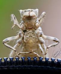 Attēlu rezultāti vaicājumam “exuvia”