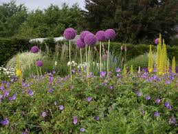 Image result for Zierlauch