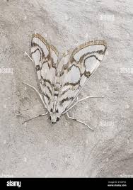 Attēlu rezultāti vaicājumam “Nymphula nitidulata”