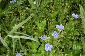 Attēlu rezultāti vaicājumam “Veronica persica”