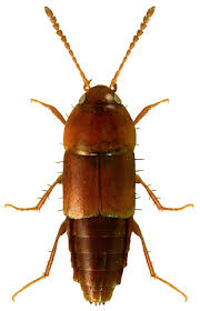 Attēlu rezultāti vaicājumam “Tachyporus sp.”