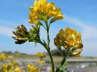 Attēlu rezultāti vaicājumam “Medicago x varia  leaf”